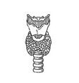 anatomy of the thyroid and trachea endocrinology vector image vector image