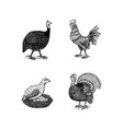 domestic chicken bird turkey guinea fowl goose vector image vector image