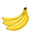 banana fruit vector image vector image