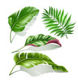 tropical leaves realistic monstera palm set vector image