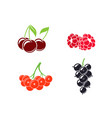 berries abstract fruit on white background vector image