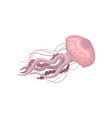 pink jellyfish on a white vector image