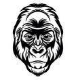 head mascot gorilla isolated on white vector image