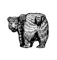 grizzly bear brown wild animal back view cute vector image