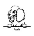 poodle peeking dog - head isolated on white vector image