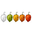 whole red green yellow pepper habanero vintage vector image