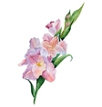 gladiolus flowers watercolor vector image