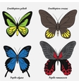 big realistic collection of colorful butterflies vector image vector image