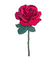 red rose flower with leaves and stem hand drawn vector image