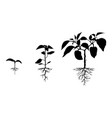 silhouette pepper plant with roots set vector image vector image