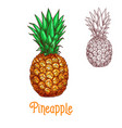 pineapple ananas fruit sketch isolated icon vector image