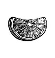 lime slice vintage engraving vector image