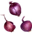 Watercolor purple onions Royalty Free Vector Image