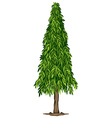 A tall ashoka tree Royalty Free Vector Image - VectorStock