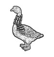 goose in a scarf sketch vector image