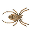 cross spider - araneus diadematus - dorsal view vector image vector image