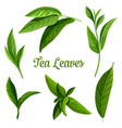 green or black tea leaves botanical plant design vector image