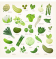 variety of green and white fruit vegetables vector image vector image