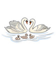swans family vector image vector image