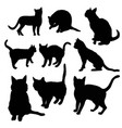 black silhouette of cat sitting sideways isolated vector image