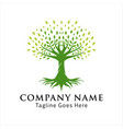 tree life banyan leaf and root logo design vector image vector image