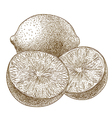 engraving limes vector image vector image
