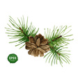 watercolor pine branch with cone vector image