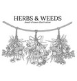 three bouquets of medicinal herbs hanging vector image