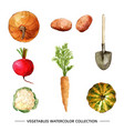 vegetable collection design with watercolor vector image