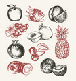 fruits - modern hand drawn design vector image