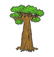baobab monkey bread tree color sketch engraving vector image