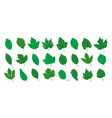 decorative leaves set summer concept cartoon vector image