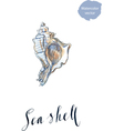 sea shell vector image vector image