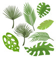set of exotic leaves from palm trees or tropical vector image