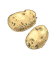 hand drawn potato on white background vector image