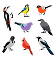 set of winter birds flat design icon vector image