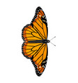 danaus erippus - southern monarch - female vector image vector image