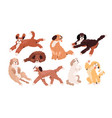 set cute playful goldendoodles and labradoodles vector image