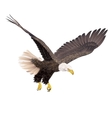 bald eagle isolated on white background vector image