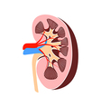 Nephrology urology human kidney anatomy renal Vector Image