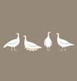 turkey vector image vector image