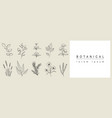 botanical abstract background with floral line art vector image