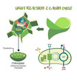photosynthesis process diagram vector image