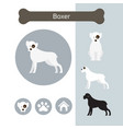 boxer dog breed infographic vector image