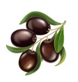 black olives branch realistic vector image