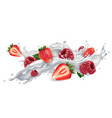 strawberries and raspberries in a milk or yogurt vector image