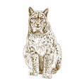 engraving of lynx vector image