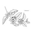 coffee tree drawing vector image