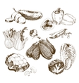 vegetables collection vector image
