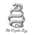 orphic egg tattoo vector image